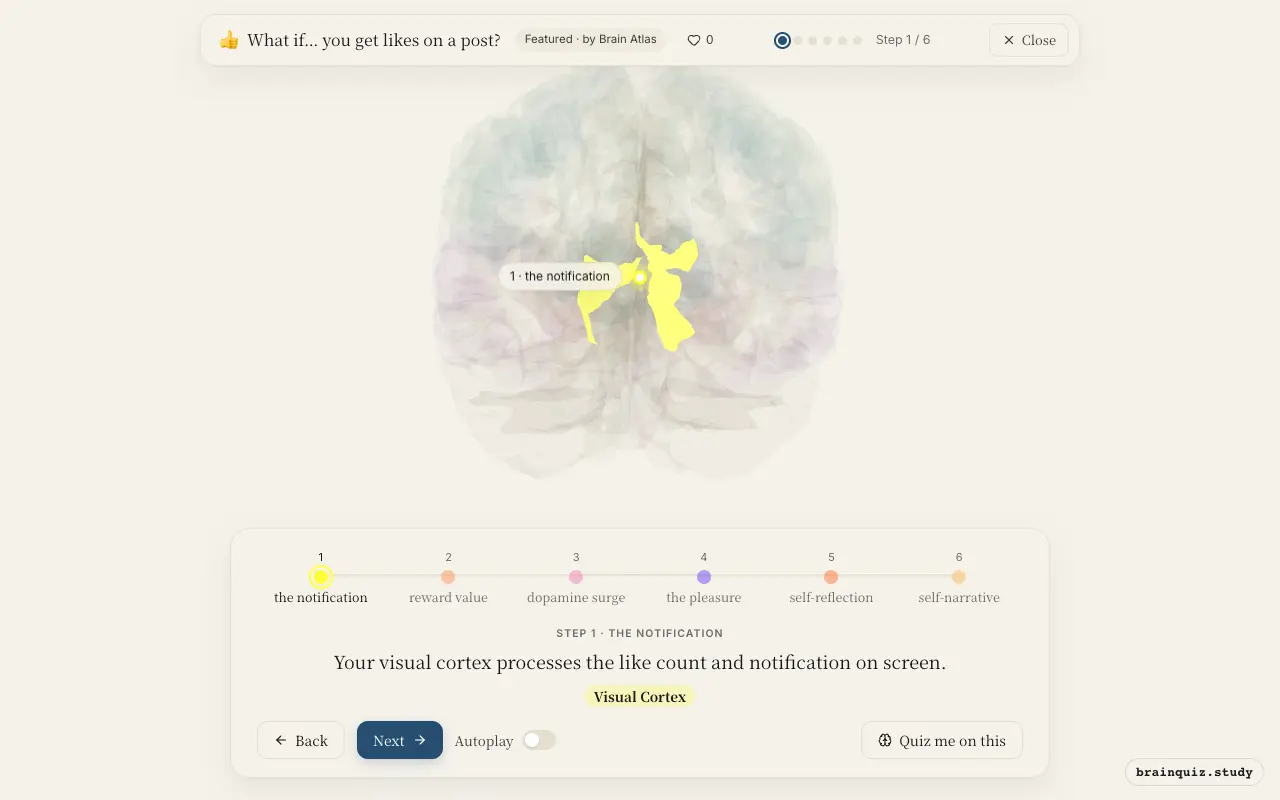 Step 1 of what happens in your brain when you get likes on a post: Visual Cortex lit on the Brain Atlas 3D brain