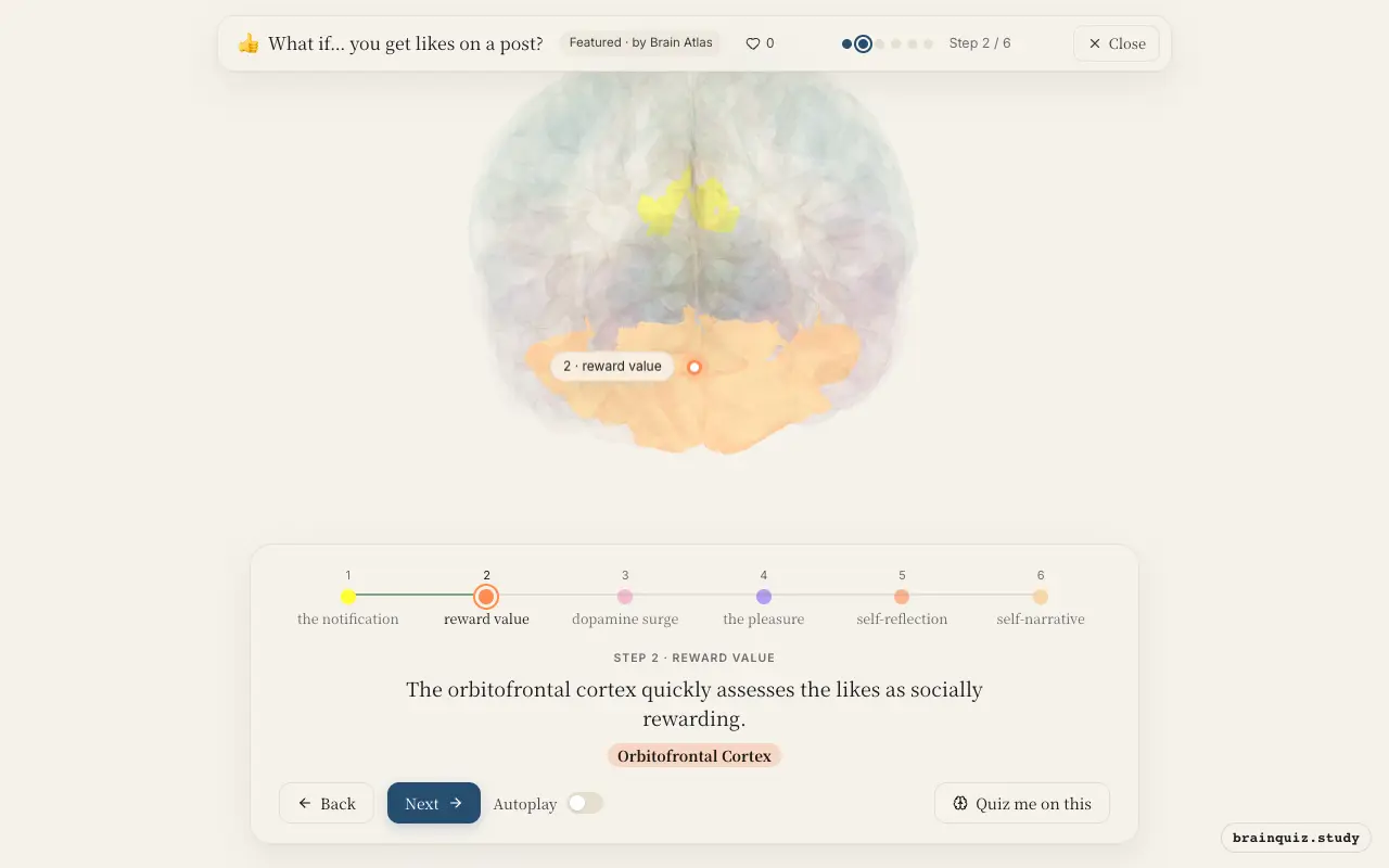 Step 2 of what happens in your brain when you get likes on a post: Visual Cortex, Orbitofrontal Cortex lit on the Brain Atlas 3D brain