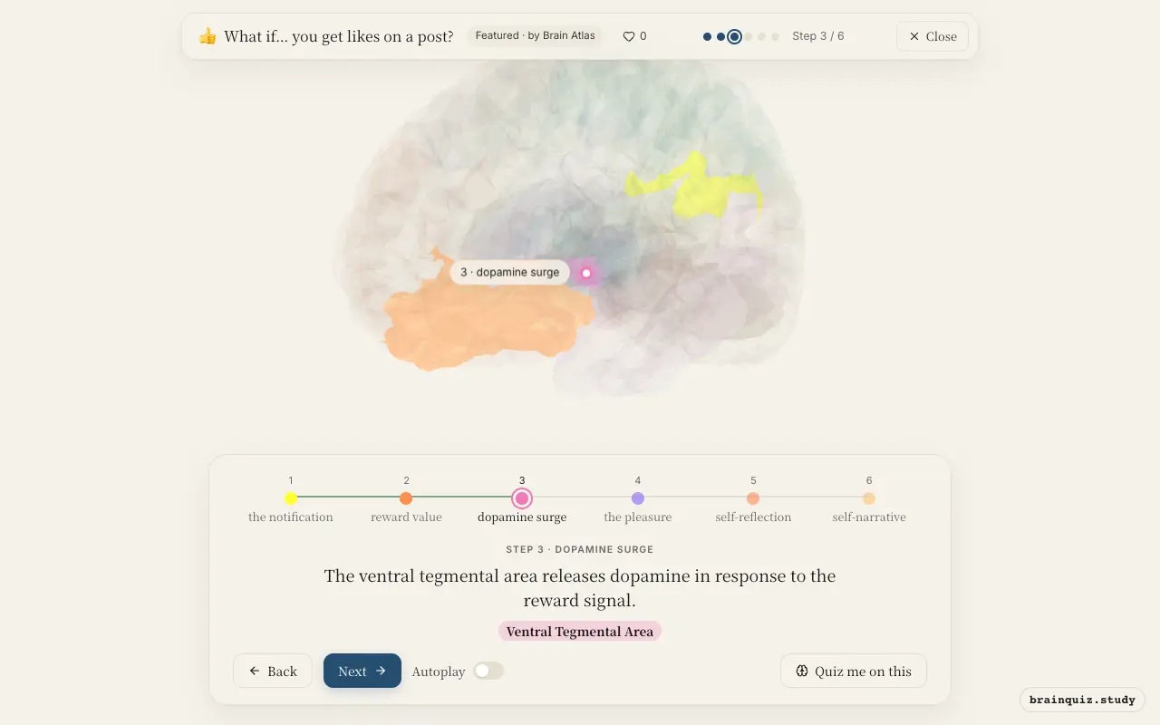 Step 3 of what happens in your brain when you get likes on a post: Visual Cortex, Orbitofrontal Cortex, Ventral Tegmental Area lit on the Brain Atlas 3D brain