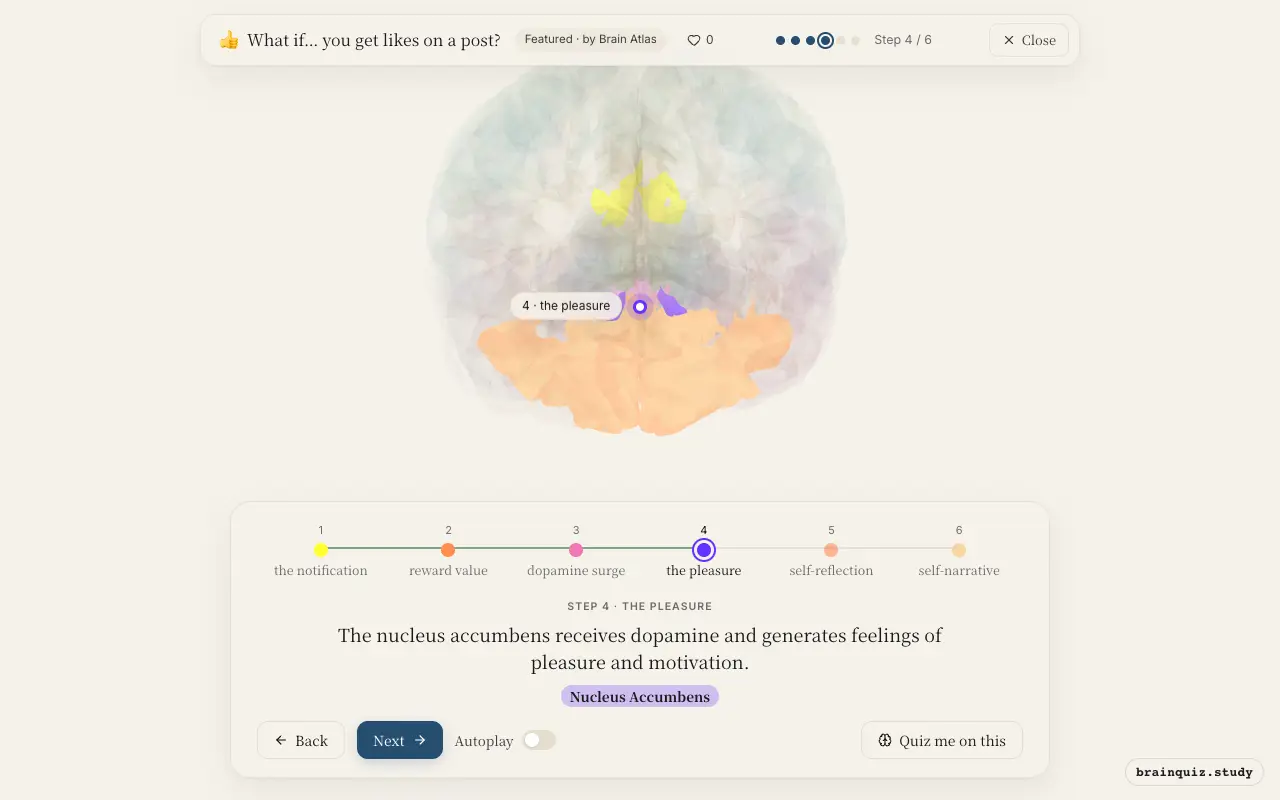 Step 4 of what happens in your brain when you get likes on a post: Visual Cortex, Orbitofrontal Cortex, Ventral Tegmental Area, Nucleus Accumbens lit on the Brain Atlas 3D brain