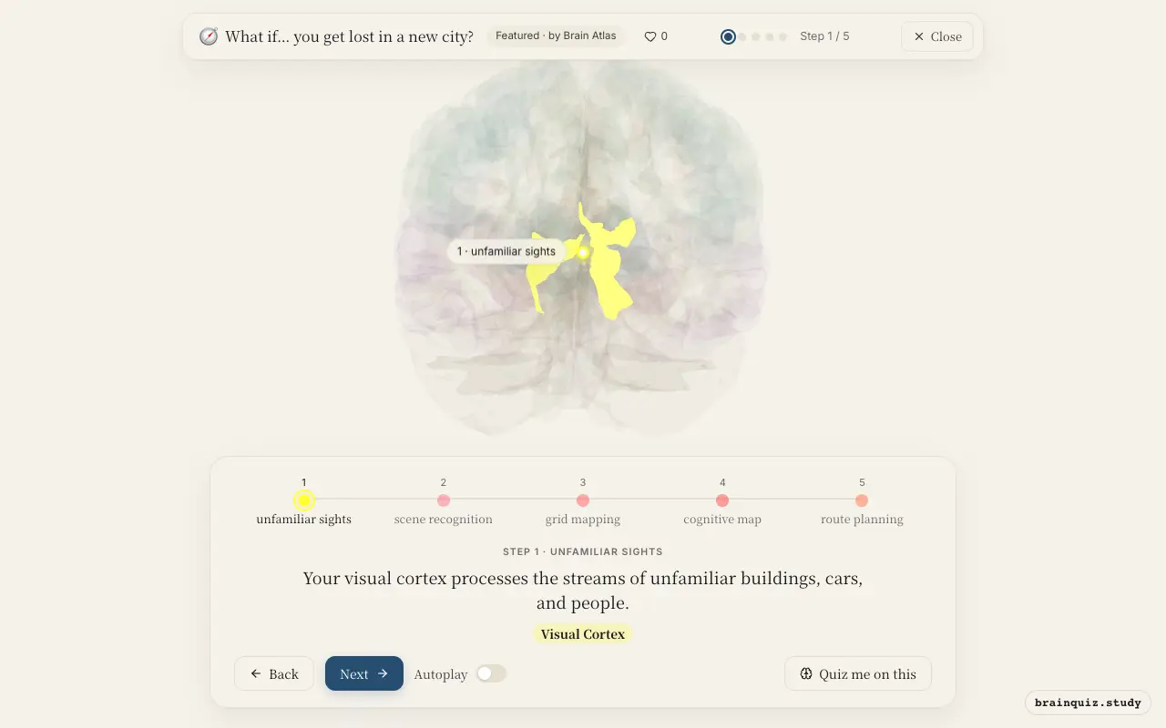 Step 1 of what happens in your brain when you get lost in a new city: Visual Cortex lit on the Brain Atlas 3D brain