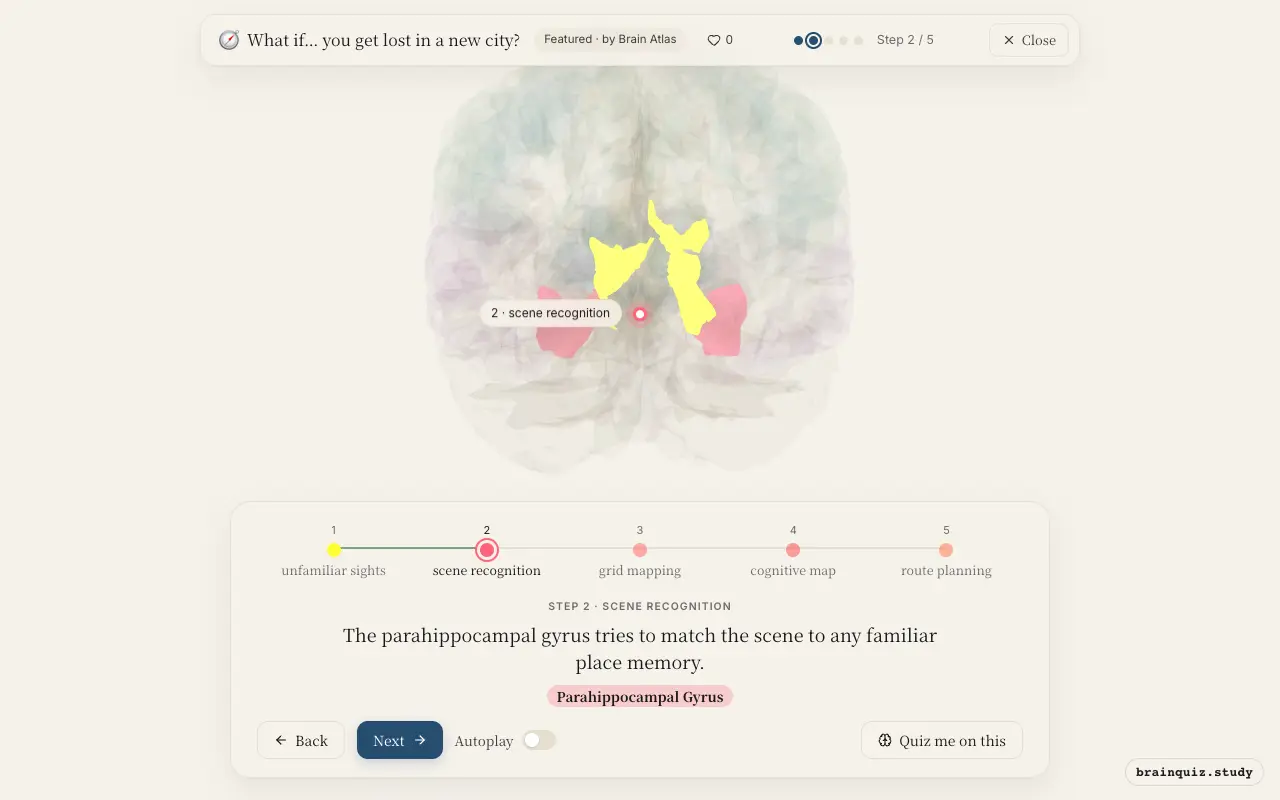 Step 2 of what happens in your brain when you get lost in a new city: Visual Cortex, Parahippocampal Gyrus lit on the Brain Atlas 3D brain