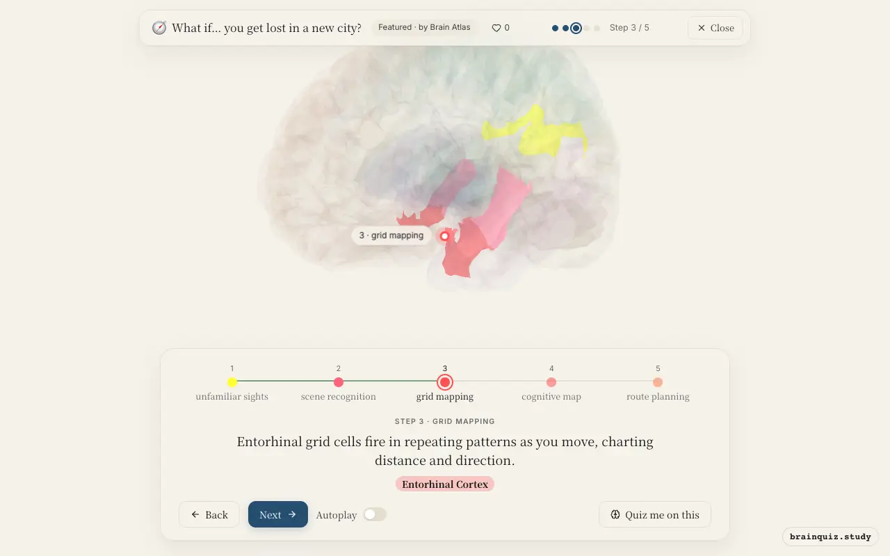 Step 3 of what happens in your brain when you get lost in a new city: Visual Cortex, Parahippocampal Gyrus, Entorhinal Cortex lit on the Brain Atlas 3D brain