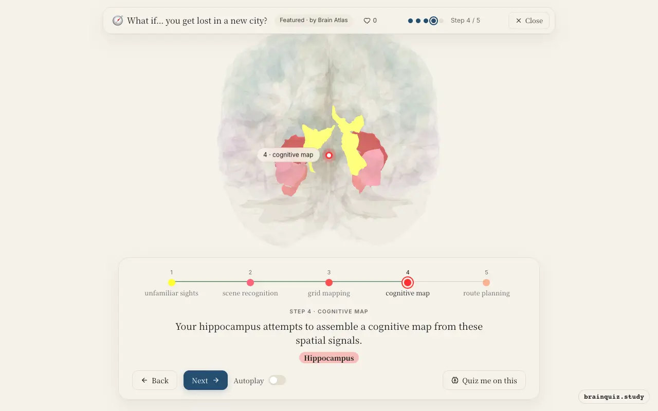 Step 4 of what happens in your brain when you get lost in a new city: Visual Cortex, Parahippocampal Gyrus, Entorhinal Cortex, Hippocampus lit on the Brain Atlas 3D brain