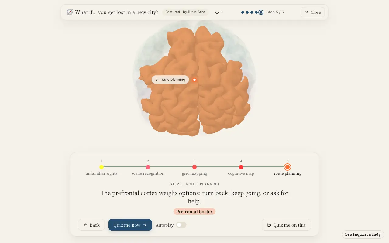 Visual Cortex, Parahippocampal Gyrus, Entorhinal Cortex, Hippocampus, Prefrontal Cortex lit up on the Brain Atlas 3D brain: what happens in your brain when you get lost in a new city