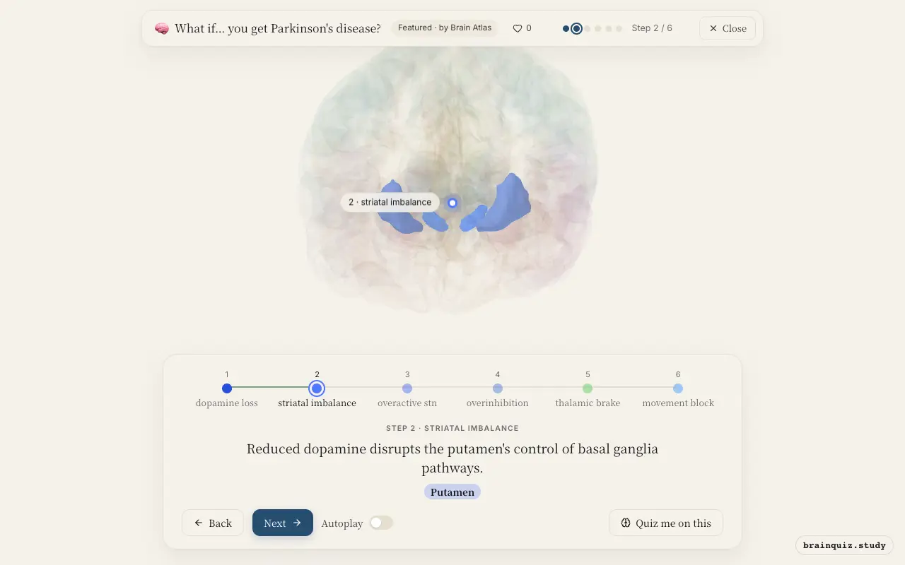 Step 2 of what happens in your brain when you get Parkinson's disease: Substantia Nigra, Putamen lit on the Brain Atlas 3D brain