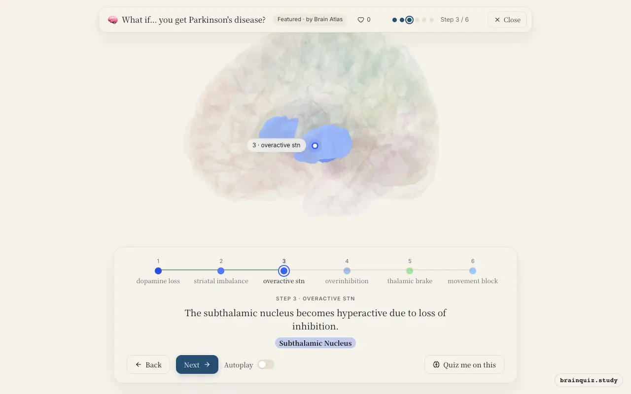 Step 3 of what happens in your brain when you get Parkinson's disease: Substantia Nigra, Putamen, Subthalamic Nucleus lit on the Brain Atlas 3D brain