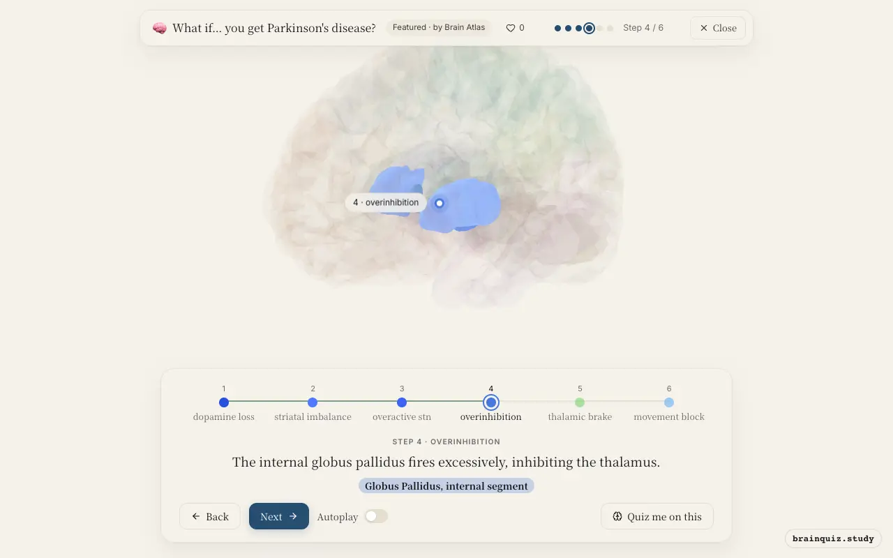 Step 4 of what happens in your brain when you get Parkinson's disease: Substantia Nigra, Putamen, Subthalamic Nucleus, Globus Pallidus, internal segment lit on the Brain Atlas 3D brain