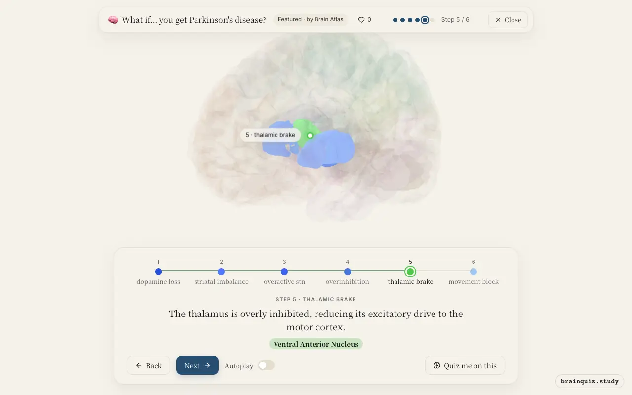 Step 5 of what happens in your brain when you get Parkinson's disease: Substantia Nigra, Putamen, Subthalamic Nucleus, Globus Pallidus, internal segment, Ventral Anterior Nucleus lit on the Brain Atlas 3D brain