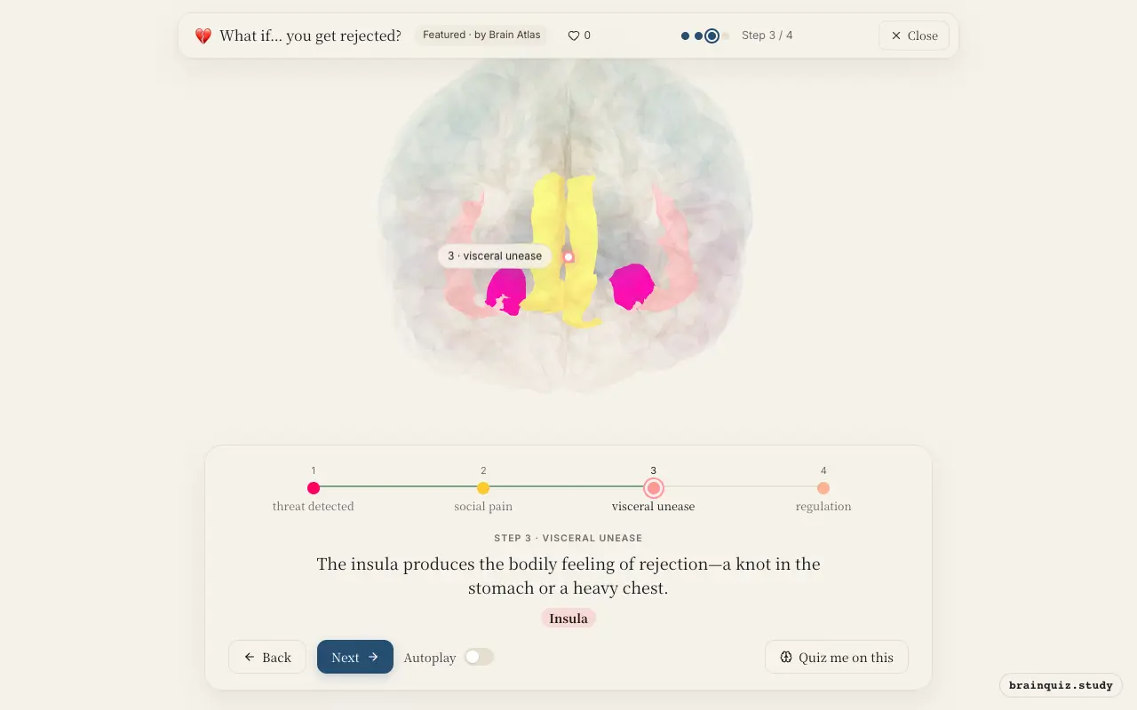 Step 3 of what happens in your brain when you get rejected: Amygdala, Anterior Cingulate Cortex, Insula lit on the Brain Atlas 3D brain