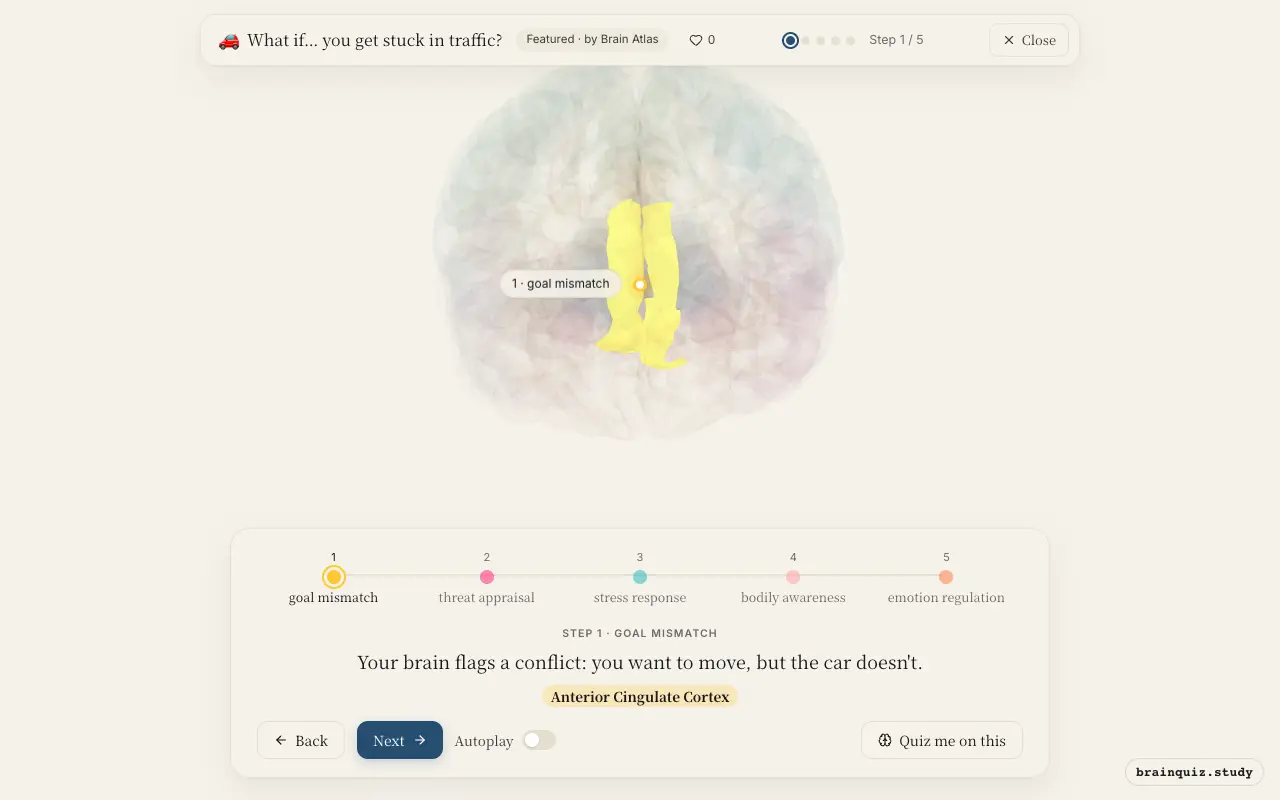Step 1 of what happens in your brain when you get stuck in traffic: Anterior Cingulate Cortex lit on the Brain Atlas 3D brain