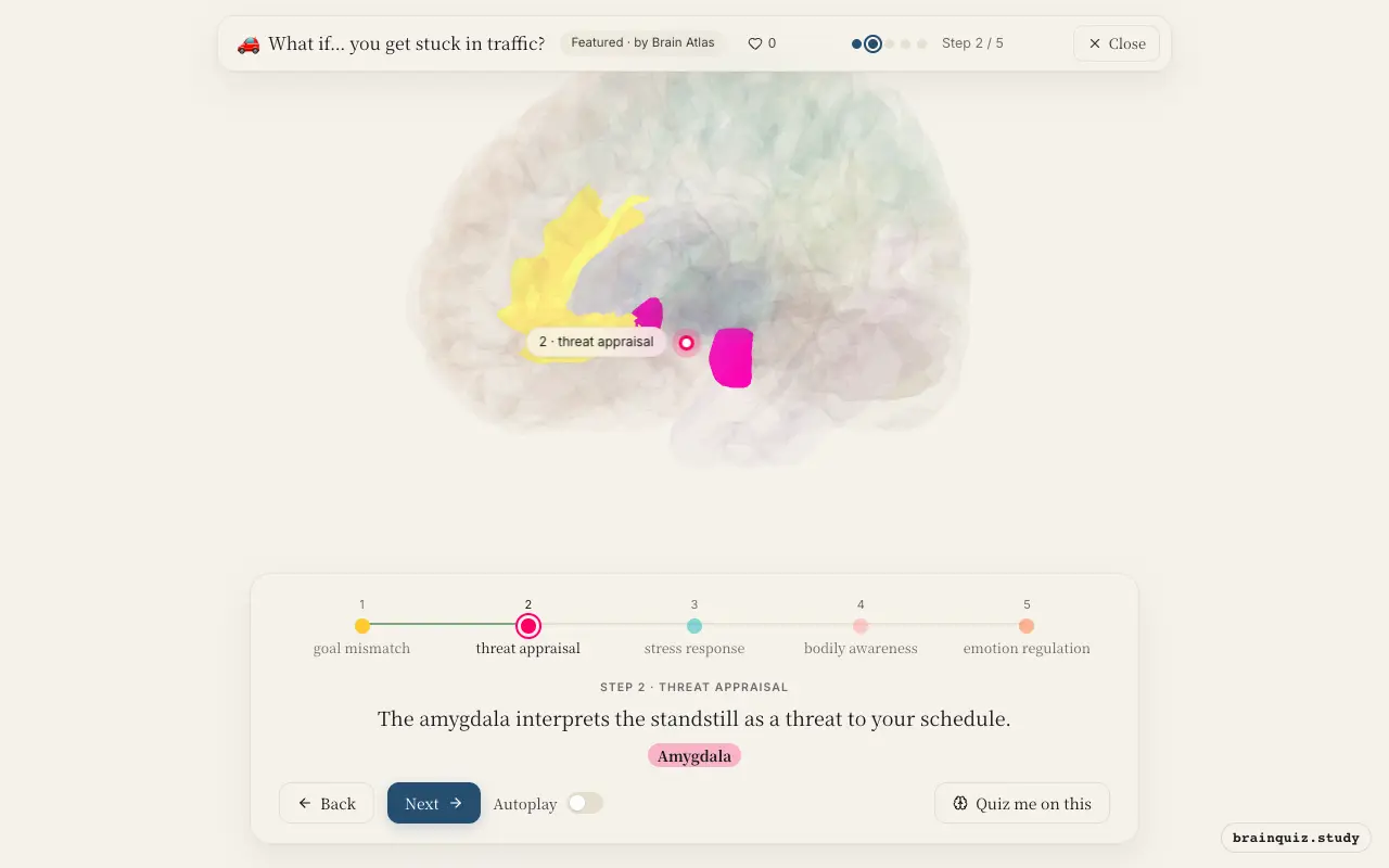 Step 2 of what happens in your brain when you get stuck in traffic: Anterior Cingulate Cortex, Amygdala lit on the Brain Atlas 3D brain