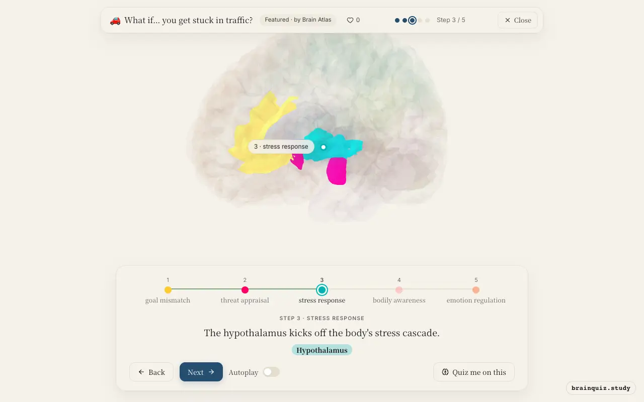 Step 3 of what happens in your brain when you get stuck in traffic: Anterior Cingulate Cortex, Amygdala, Hypothalamus lit on the Brain Atlas 3D brain