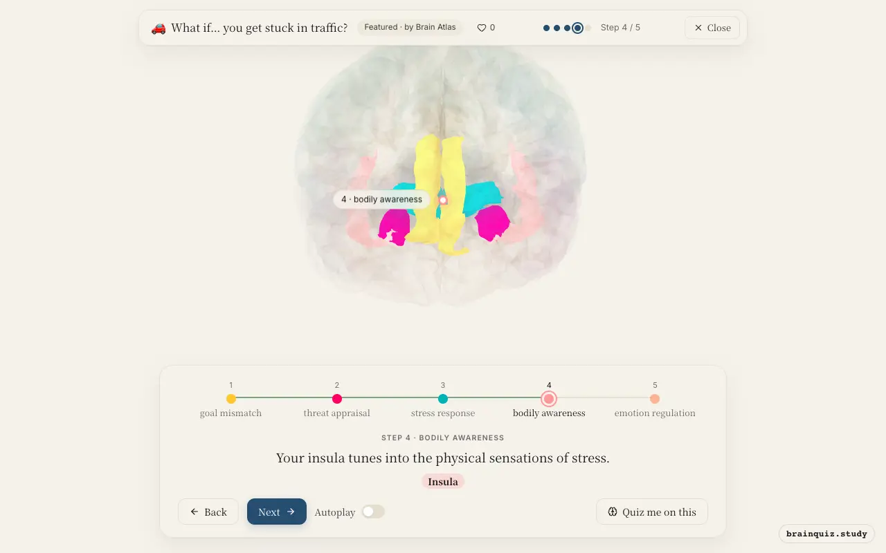 Step 4 of what happens in your brain when you get stuck in traffic: Anterior Cingulate Cortex, Amygdala, Hypothalamus, Insula lit on the Brain Atlas 3D brain