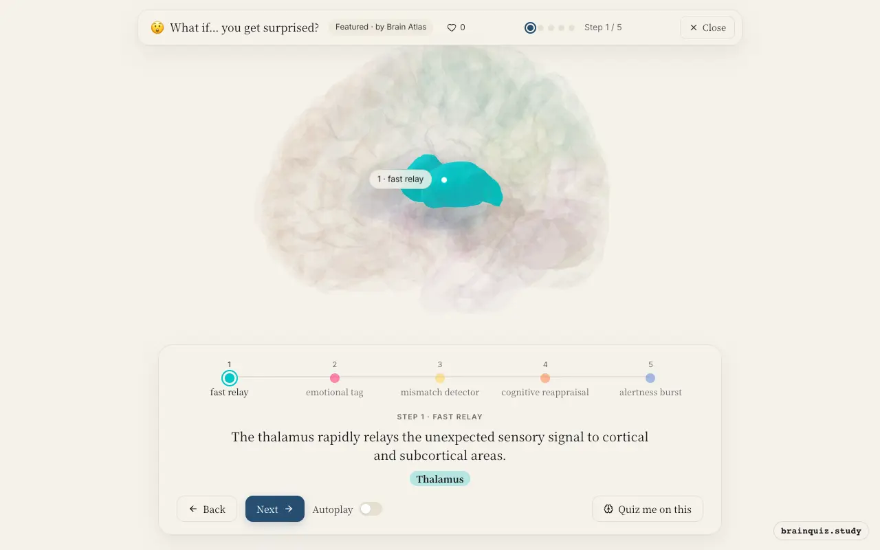 Step 1 of what happens in your brain when you get surprised: Thalamus lit on the Brain Atlas 3D brain