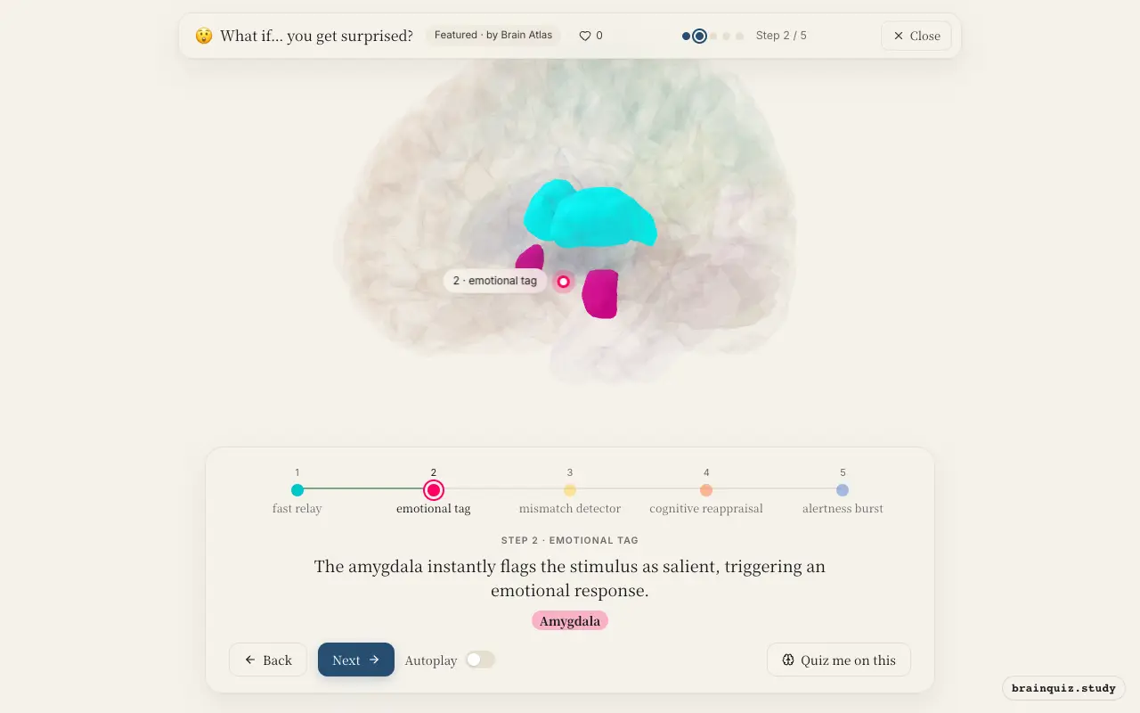 Step 2 of what happens in your brain when you get surprised: Thalamus, Amygdala lit on the Brain Atlas 3D brain