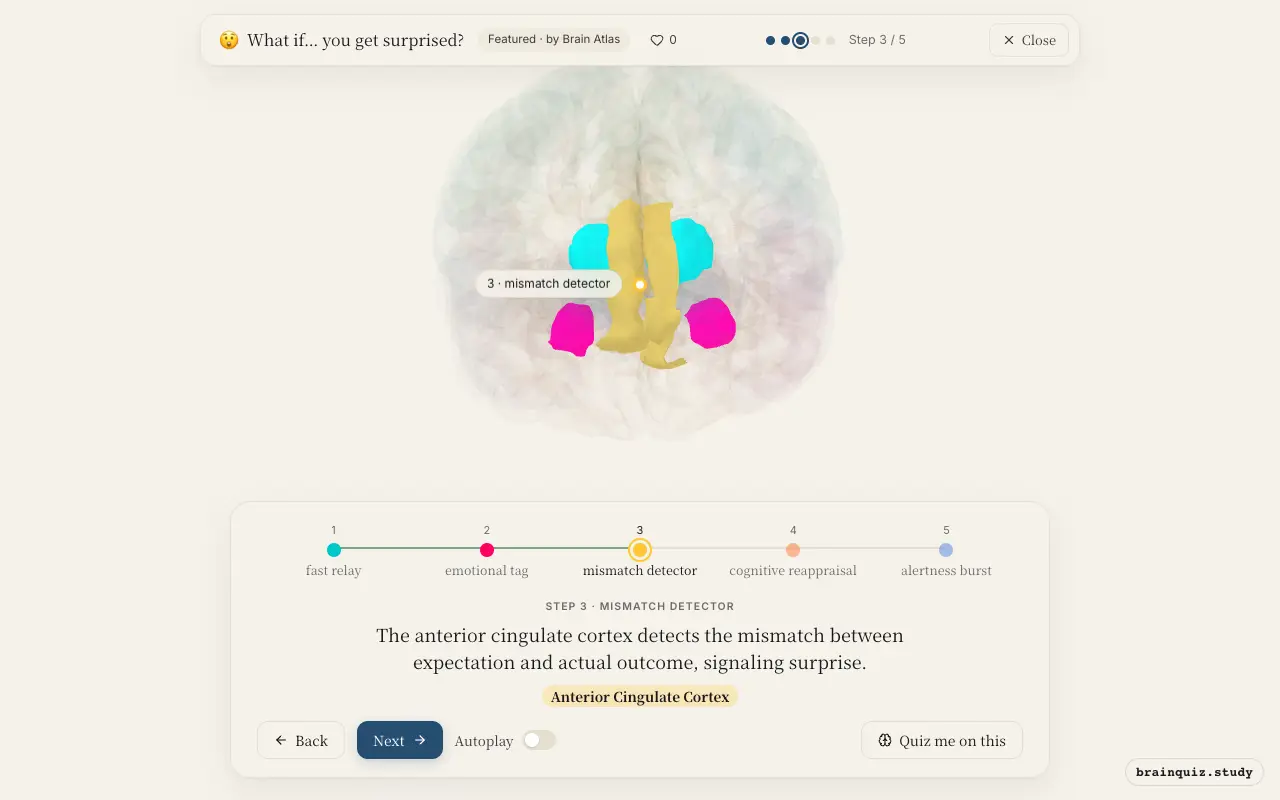 Step 3 of what happens in your brain when you get surprised: Thalamus, Amygdala, Anterior Cingulate Cortex lit on the Brain Atlas 3D brain