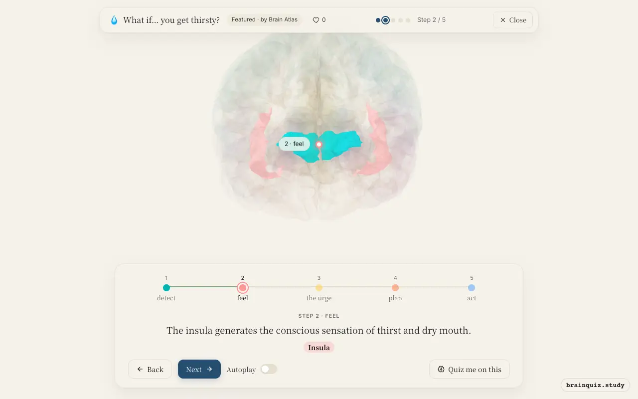 Step 2 of what happens in your brain when you get thirsty: Hypothalamus, Insula lit on the Brain Atlas 3D brain