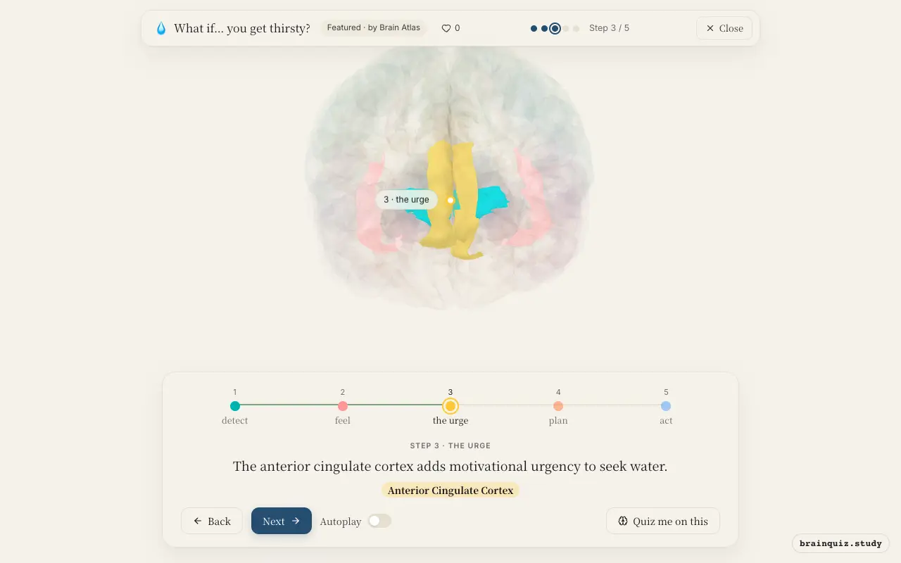 Step 3 of what happens in your brain when you get thirsty: Hypothalamus, Insula, Anterior Cingulate Cortex lit on the Brain Atlas 3D brain