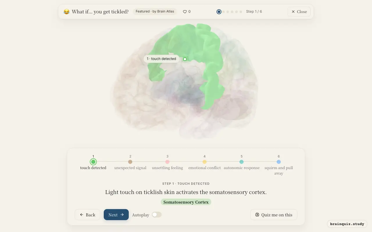 Step 1 of what happens in your brain when you get tickled: Somatosensory Cortex lit on the Brain Atlas 3D brain