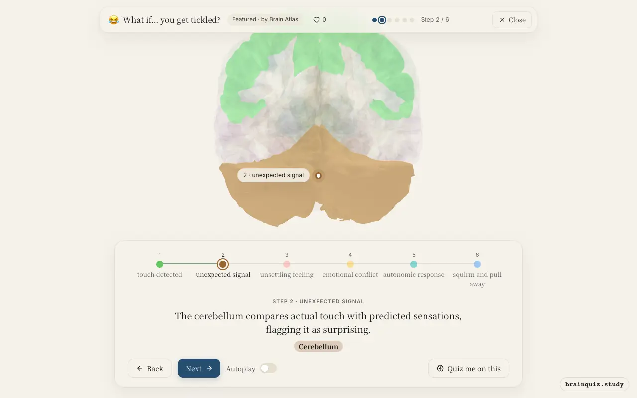 Step 2 of what happens in your brain when you get tickled: Somatosensory Cortex, Cerebellum lit on the Brain Atlas 3D brain