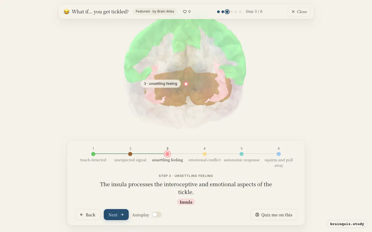 Step 3 of what happens in your brain when you get tickled: Somatosensory Cortex, Cerebellum, Insula lit on the Brain Atlas 3D brain