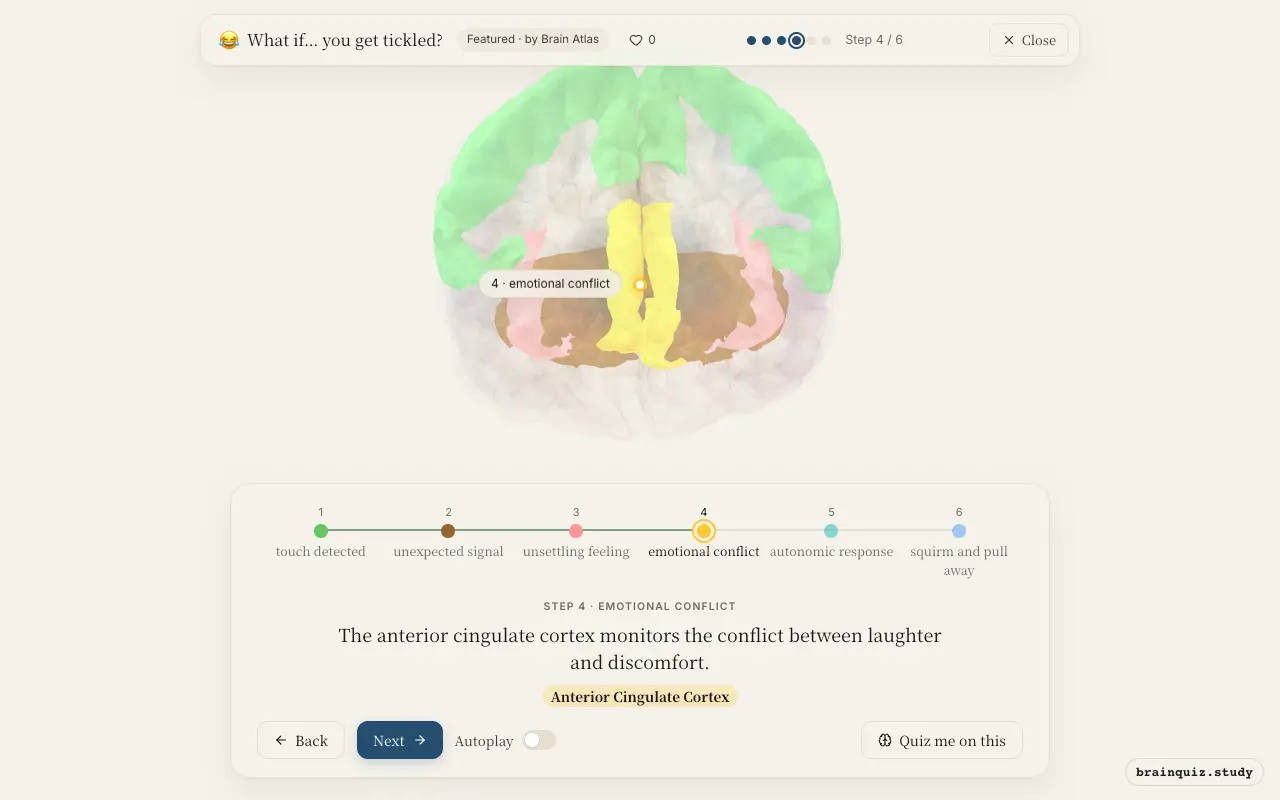 Step 4 of what happens in your brain when you get tickled: Somatosensory Cortex, Cerebellum, Insula, Anterior Cingulate Cortex lit on the Brain Atlas 3D brain