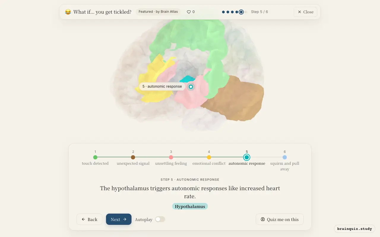 Step 5 of what happens in your brain when you get tickled: Somatosensory Cortex, Cerebellum, Insula, Anterior Cingulate Cortex, Hypothalamus lit on the Brain Atlas 3D brain