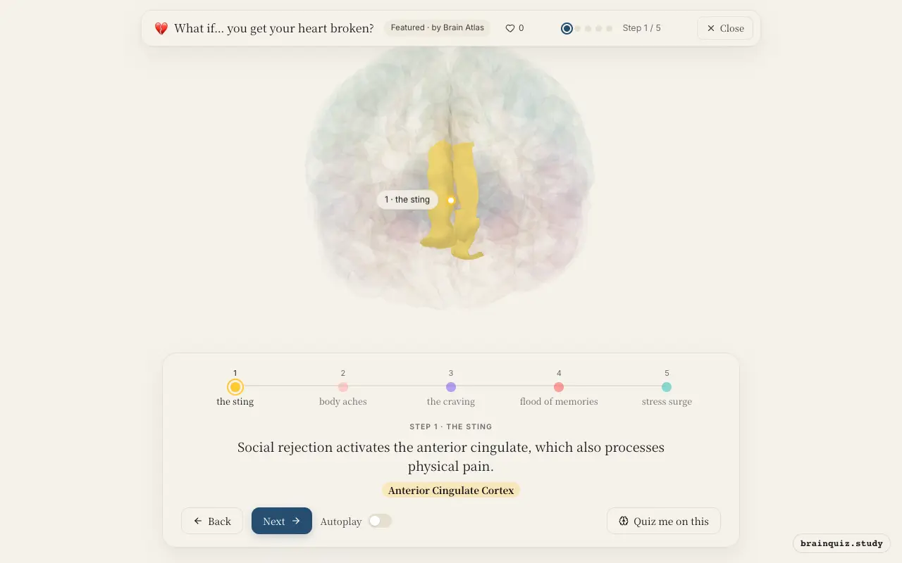 Step 1 of what happens in your brain when you get your heart broken: Anterior Cingulate Cortex lit on the Brain Atlas 3D brain
