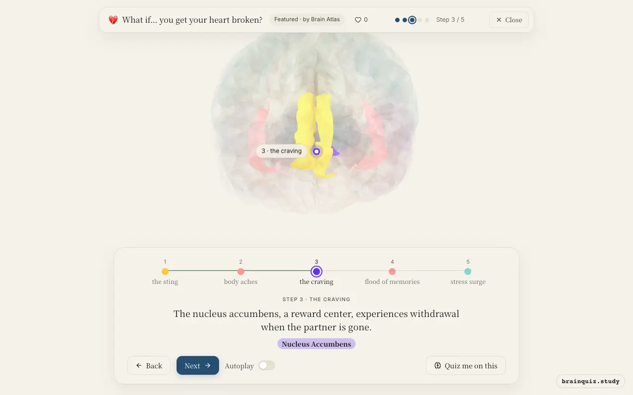 Step 3 of what happens in your brain when you get your heart broken: Anterior Cingulate Cortex, Insula, Nucleus Accumbens lit on the Brain Atlas 3D brain