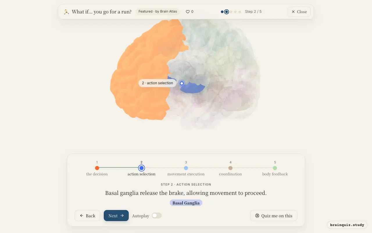 Step 2 of what happens in your brain when you go for a run: Prefrontal Cortex, Basal Ganglia lit on the Brain Atlas 3D brain