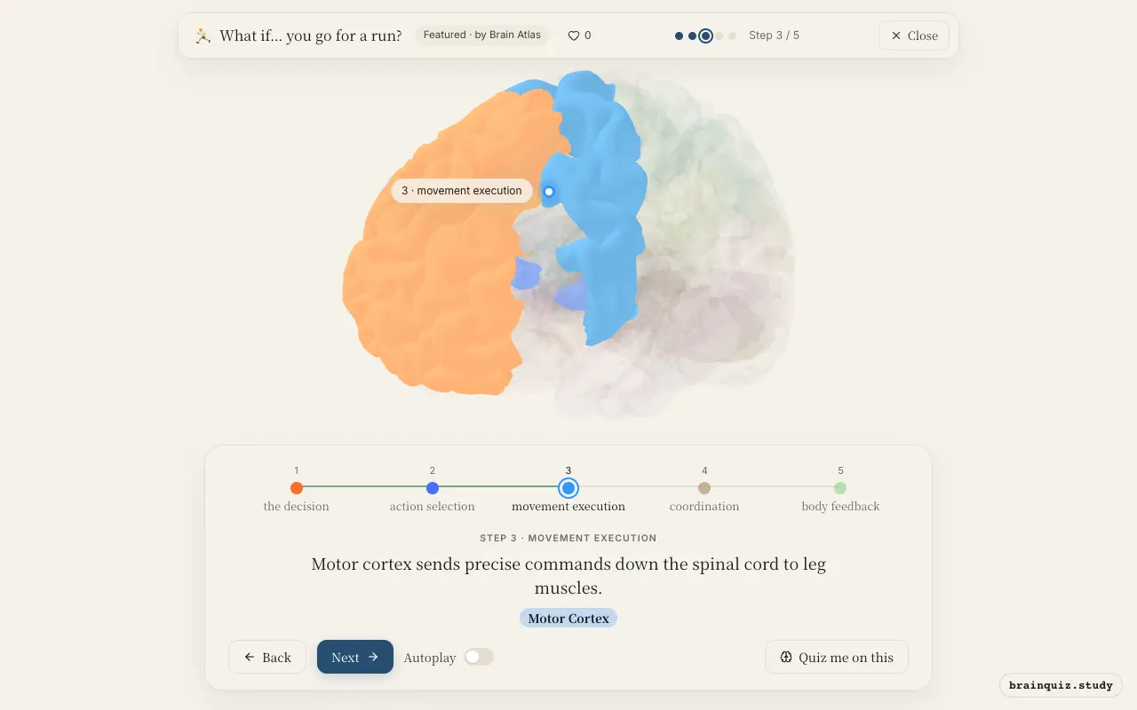 Step 3 of what happens in your brain when you go for a run: Prefrontal Cortex, Basal Ganglia, Motor Cortex lit on the Brain Atlas 3D brain