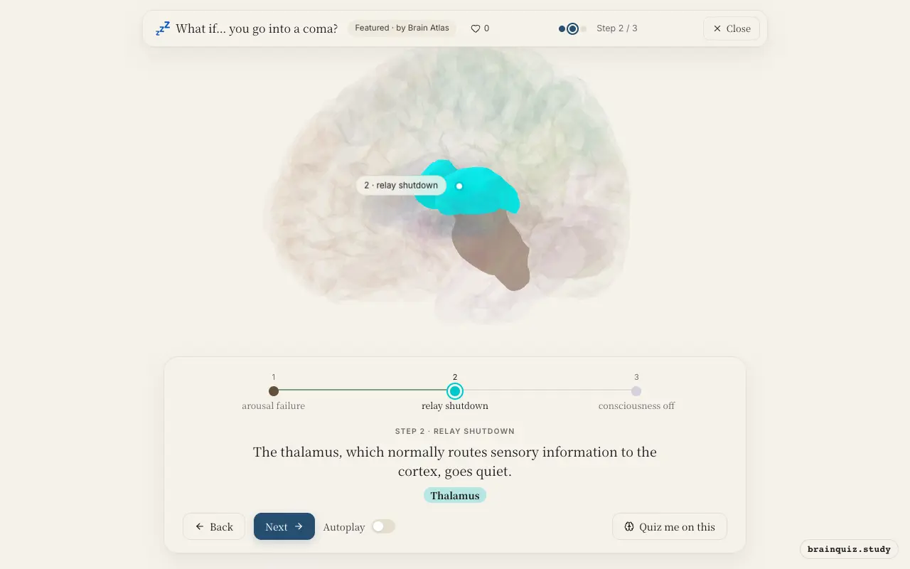 Step 2 of what happens in your brain when you go into a coma: Brainstem, Thalamus lit on the Brain Atlas 3D brain