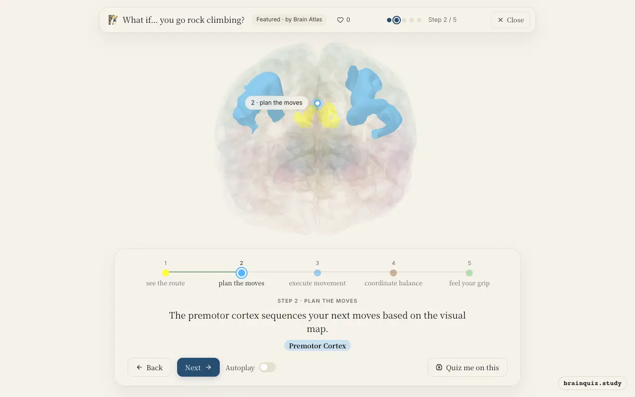 Step 2 of what happens in your brain when you go rock climbing: Visual Cortex, Premotor Cortex lit on the Brain Atlas 3D brain