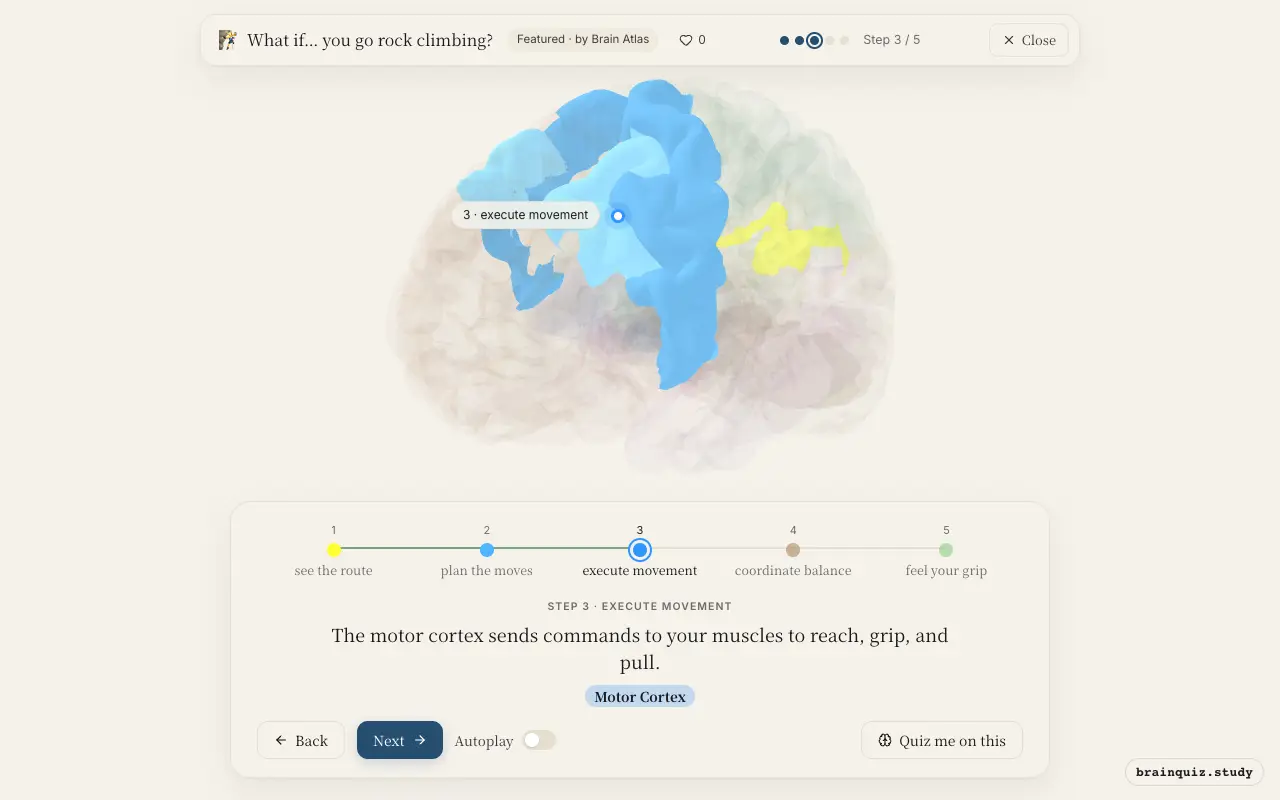Step 3 of what happens in your brain when you go rock climbing: Visual Cortex, Premotor Cortex, Motor Cortex lit on the Brain Atlas 3D brain