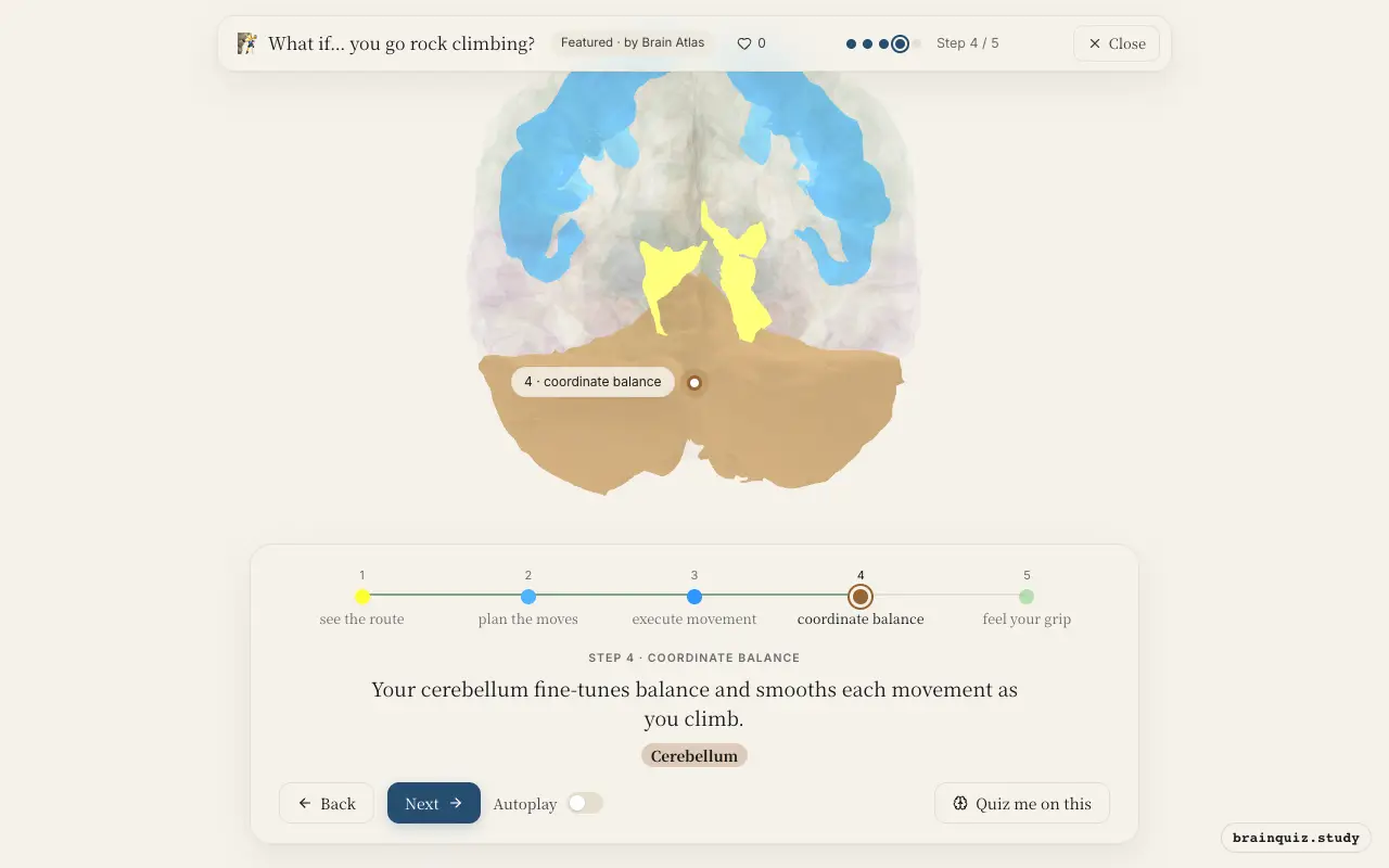 Step 4 of what happens in your brain when you go rock climbing: Visual Cortex, Premotor Cortex, Motor Cortex, Cerebellum lit on the Brain Atlas 3D brain