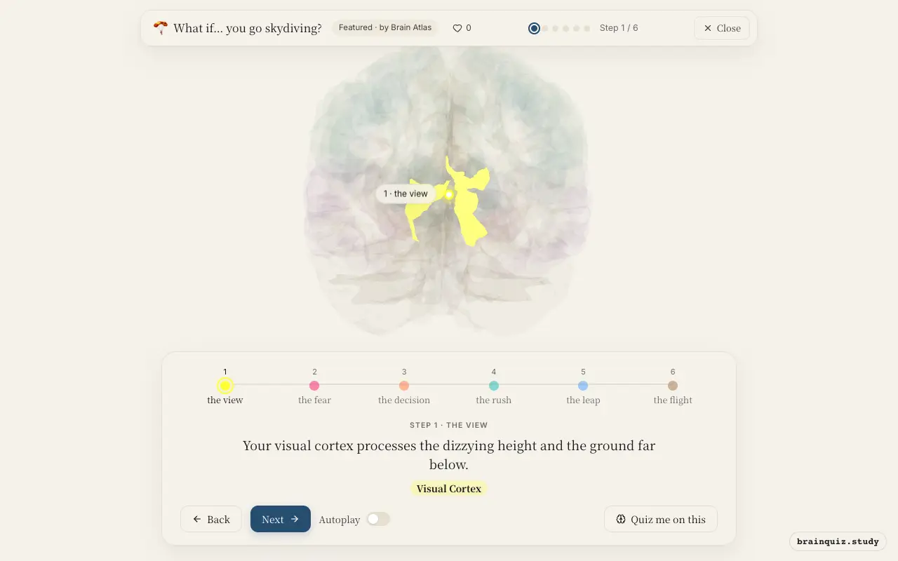 Step 1 of what happens in your brain when you go skydiving: Visual Cortex lit on the Brain Atlas 3D brain