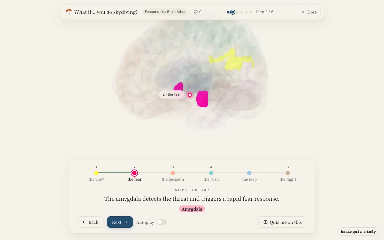 Step 2 of what happens in your brain when you go skydiving: Visual Cortex, Amygdala lit on the Brain Atlas 3D brain