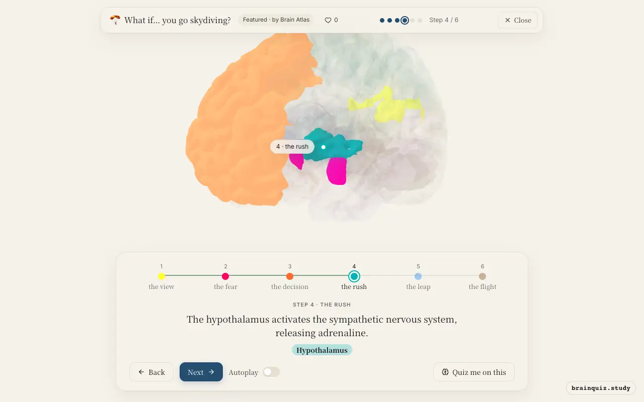 Step 4 of what happens in your brain when you go skydiving: Visual Cortex, Amygdala, Prefrontal Cortex, Hypothalamus lit on the Brain Atlas 3D brain