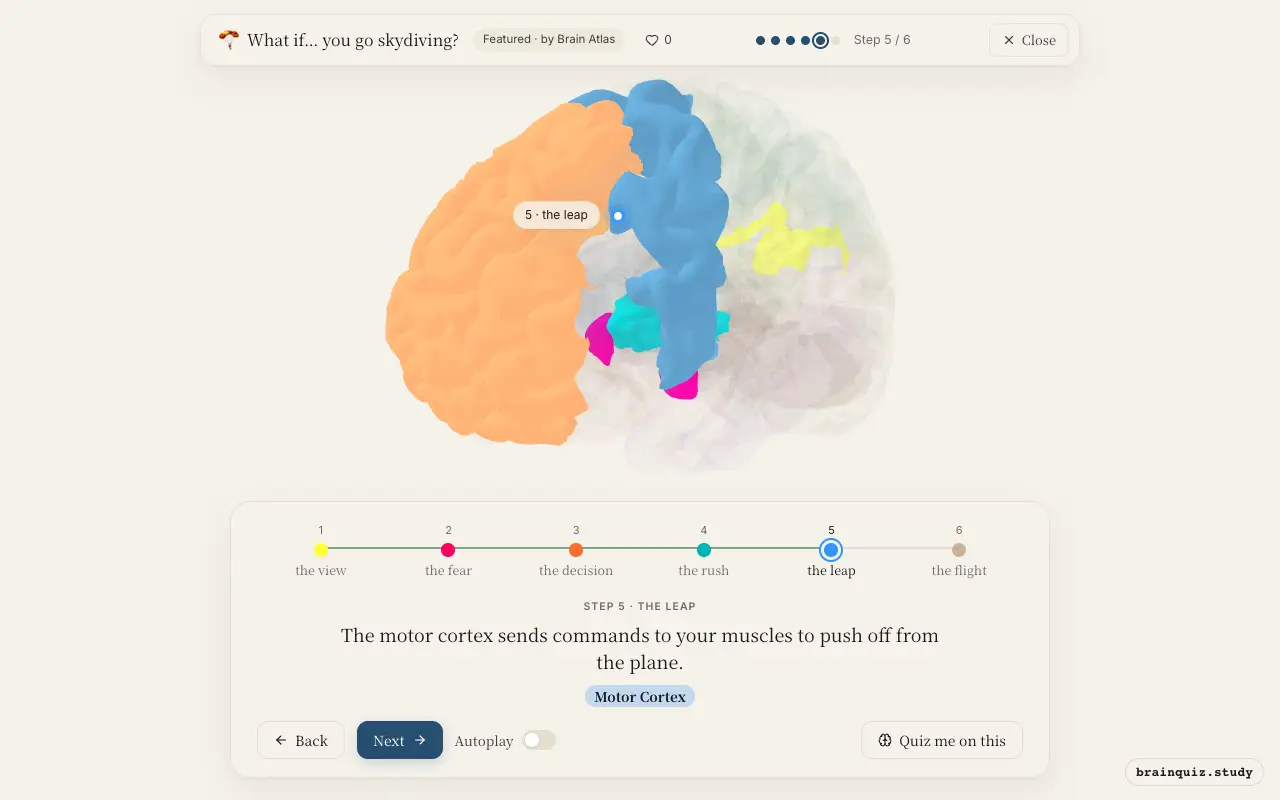 Step 5 of what happens in your brain when you go skydiving: Visual Cortex, Amygdala, Prefrontal Cortex, Hypothalamus, Motor Cortex lit on the Brain Atlas 3D brain