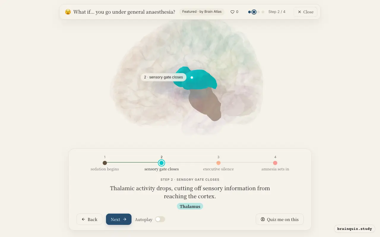 Step 2 of what happens in your brain when you go under general anaesthesia: Brainstem, Thalamus lit on the Brain Atlas 3D brain