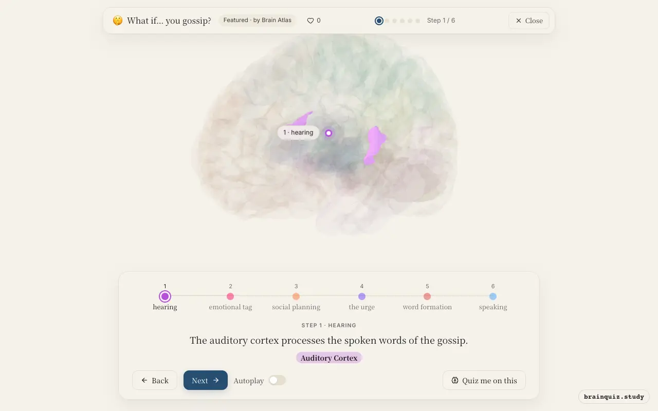 Step 1 of what happens in your brain when you gossip: Auditory Cortex lit on the Brain Atlas 3D brain