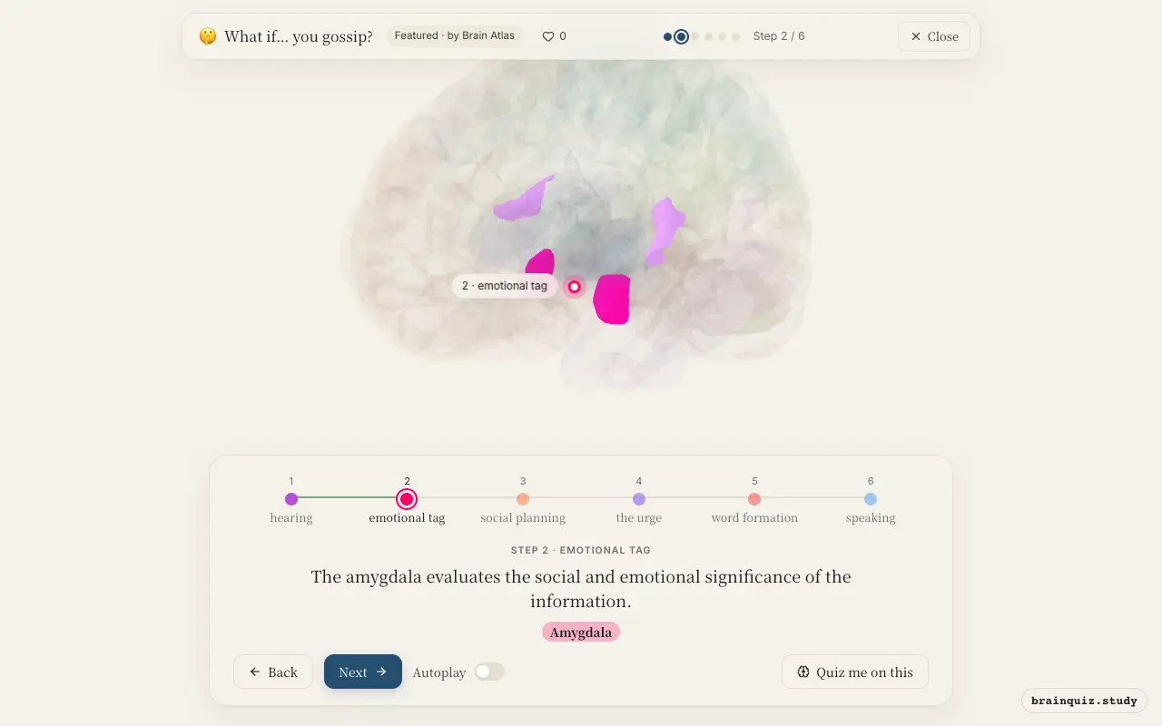 Step 2 of what happens in your brain when you gossip: Auditory Cortex, Amygdala lit on the Brain Atlas 3D brain