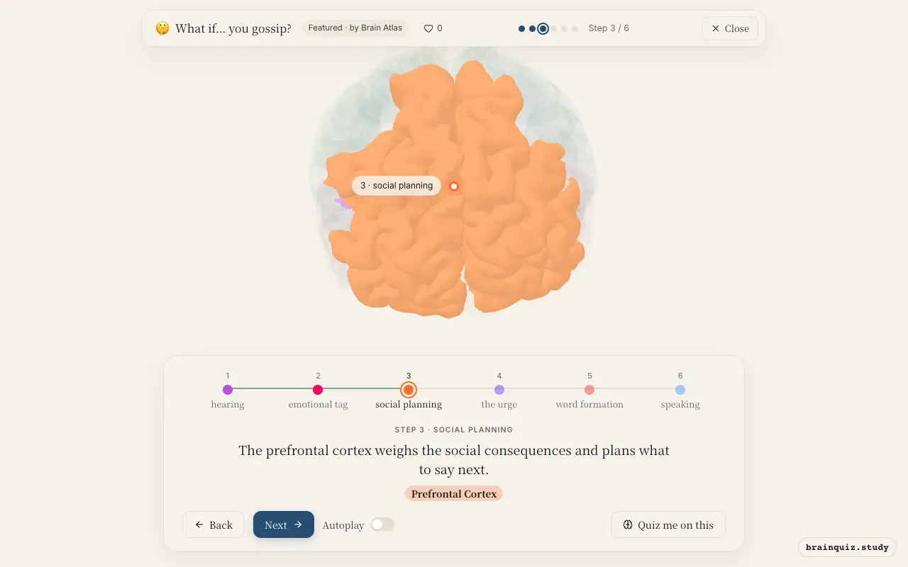 Step 3 of what happens in your brain when you gossip: Auditory Cortex, Amygdala, Prefrontal Cortex lit on the Brain Atlas 3D brain