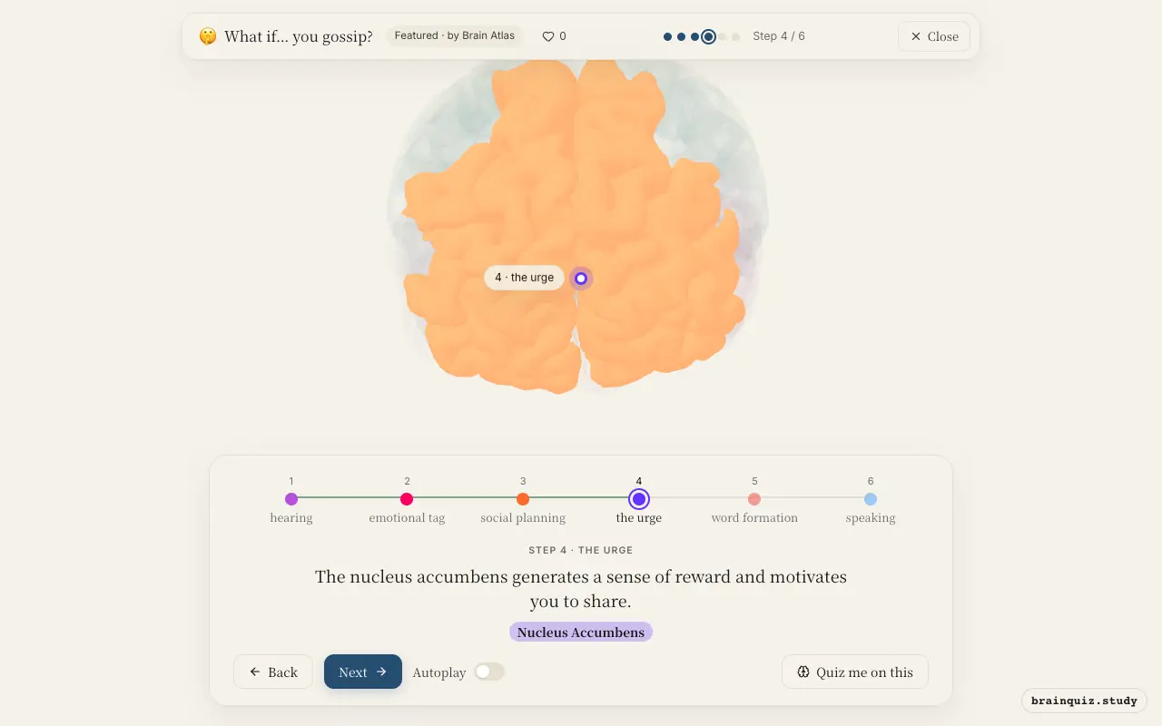 Step 4 of what happens in your brain when you gossip: Auditory Cortex, Amygdala, Prefrontal Cortex, Nucleus Accumbens lit on the Brain Atlas 3D brain