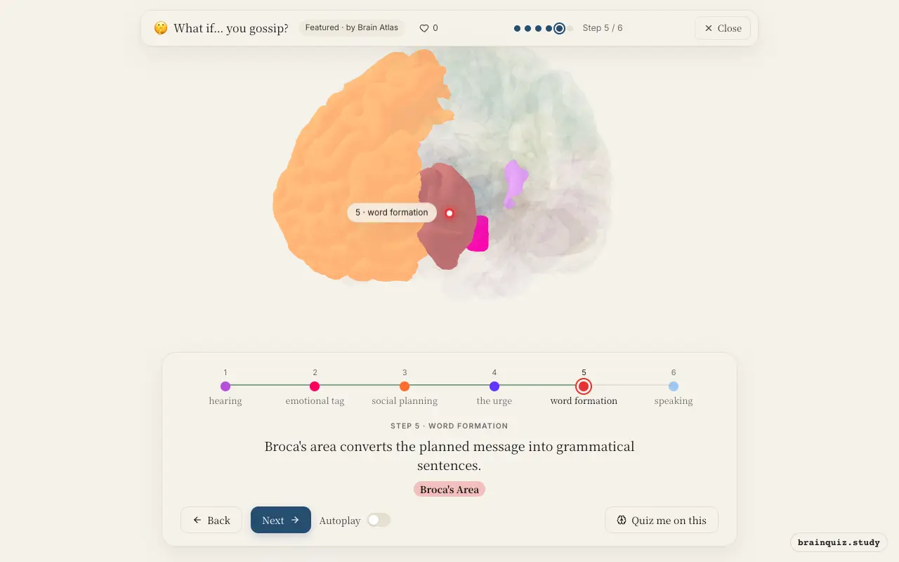 Step 5 of what happens in your brain when you gossip: Auditory Cortex, Amygdala, Prefrontal Cortex, Nucleus Accumbens, Broca's Area lit on the Brain Atlas 3D brain