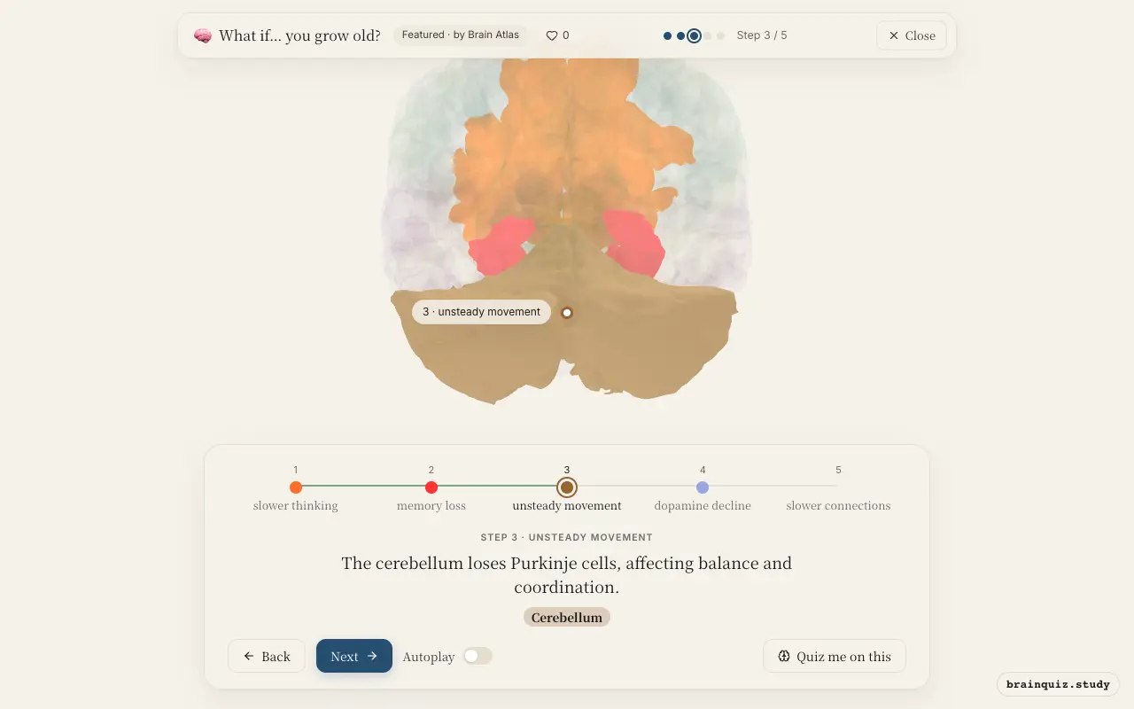 Step 3 of what happens in your brain when you grow old: Prefrontal Cortex, Hippocampus, Cerebellum lit on the Brain Atlas 3D brain