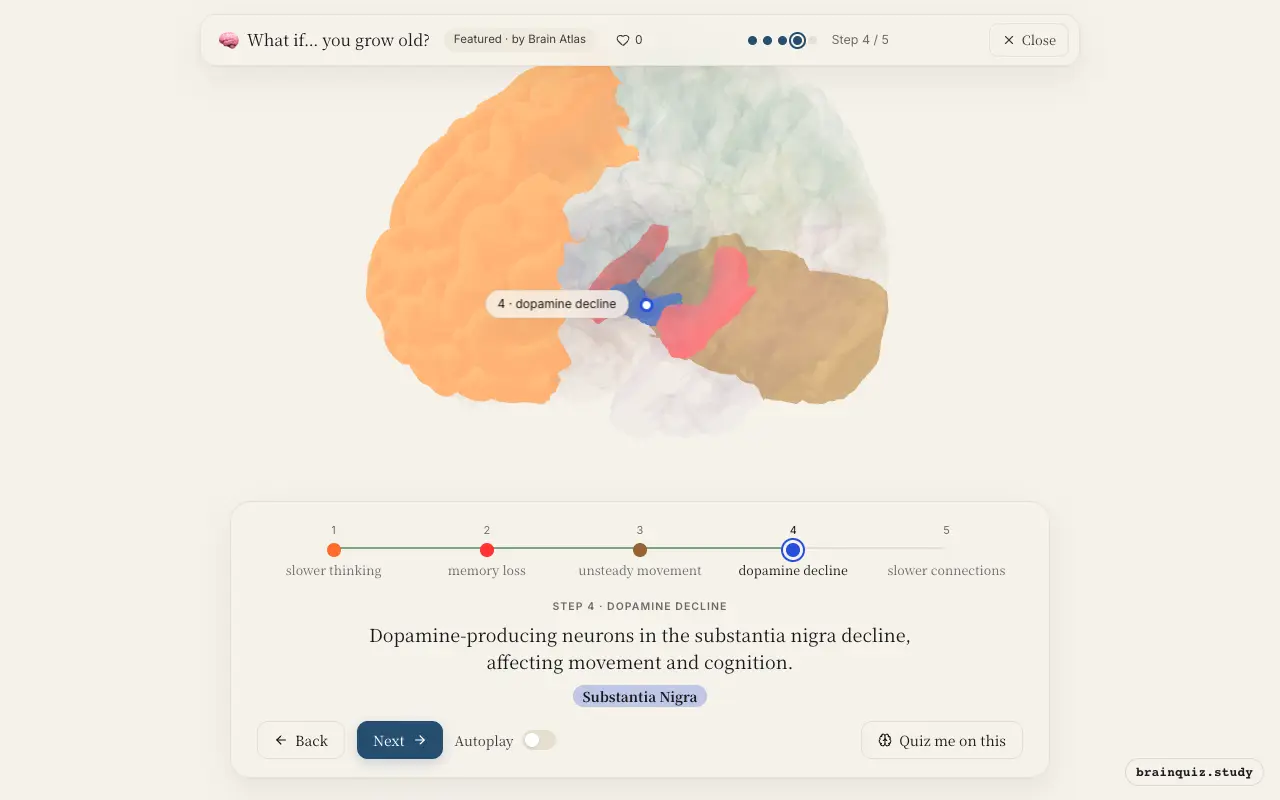 Step 4 of what happens in your brain when you grow old: Prefrontal Cortex, Hippocampus, Cerebellum, Substantia Nigra lit on the Brain Atlas 3D brain