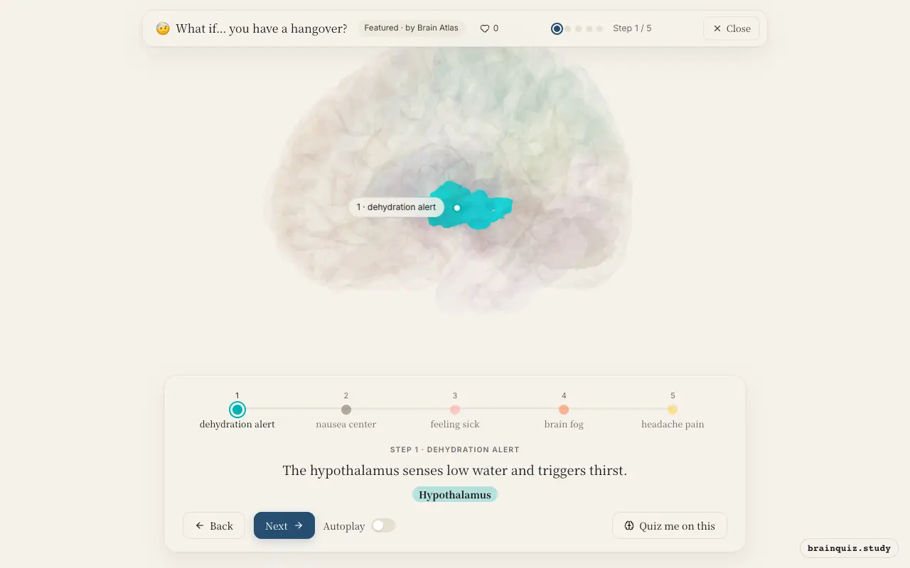 Step 1 of what happens in your brain when you have a hangover: Hypothalamus lit on the Brain Atlas 3D brain