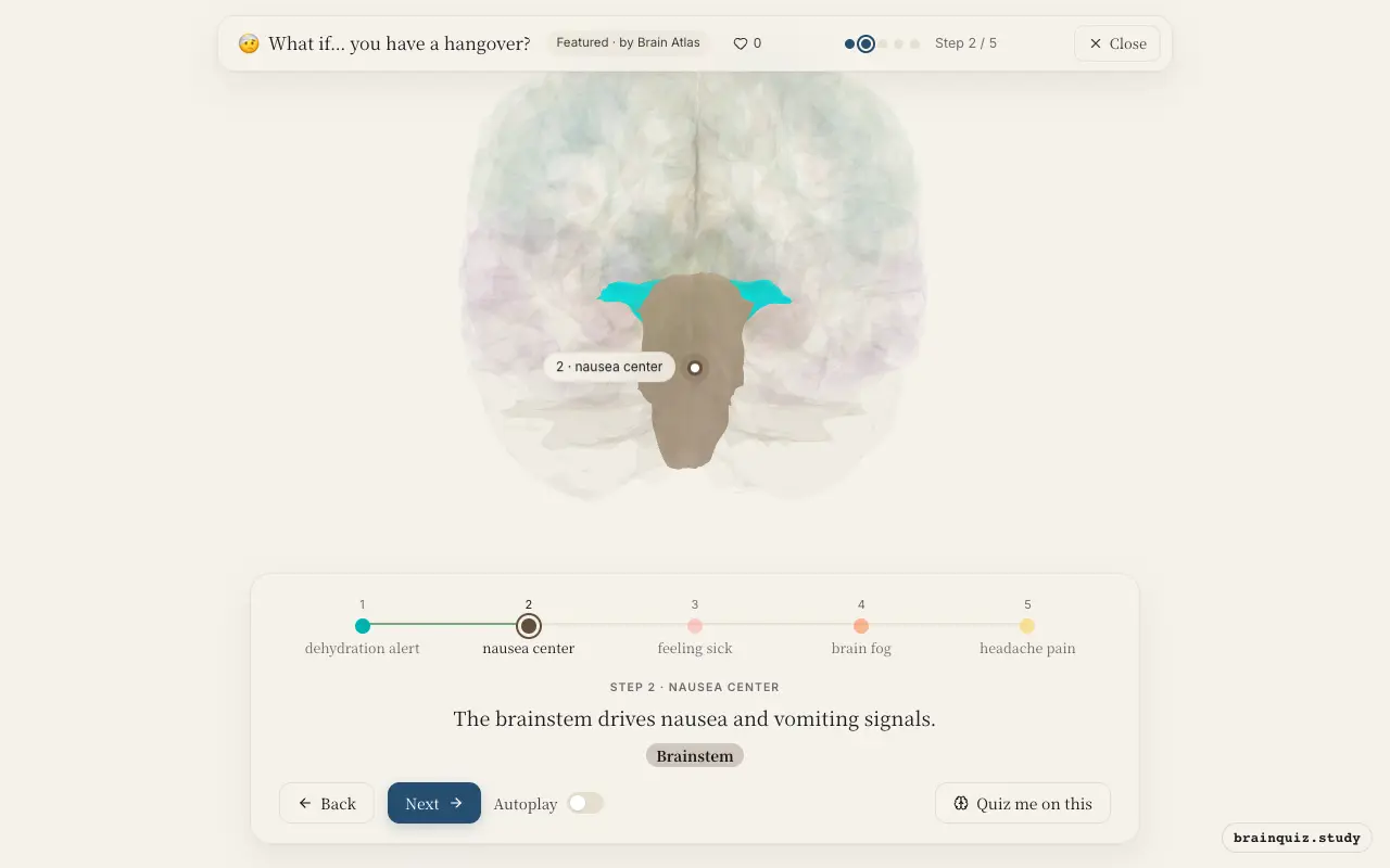 Step 2 of what happens in your brain when you have a hangover: Hypothalamus, Brainstem lit on the Brain Atlas 3D brain